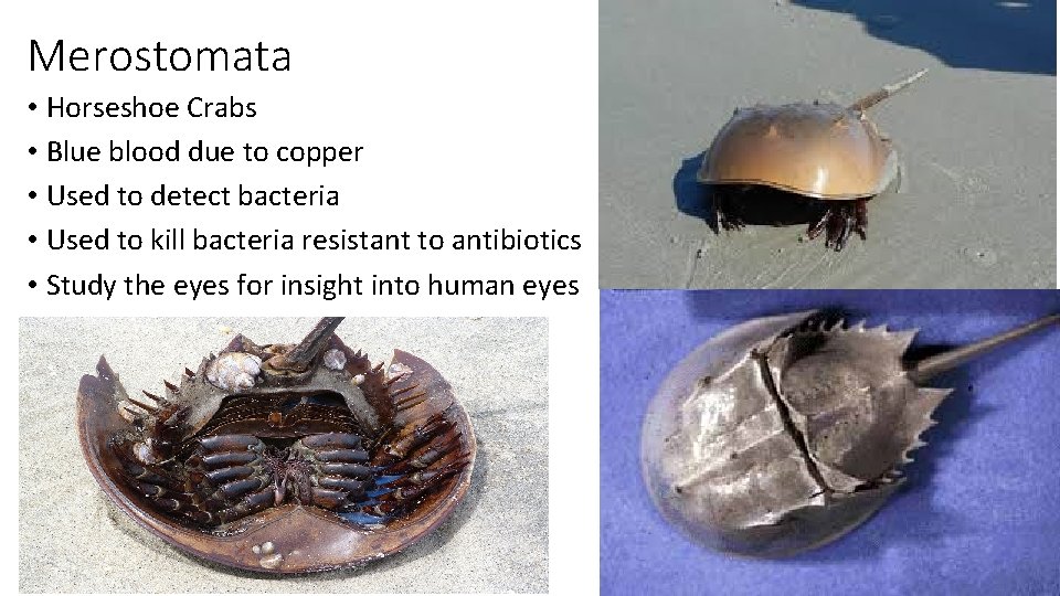 Merostomata • Horseshoe Crabs • Blue blood due to copper • Used to detect