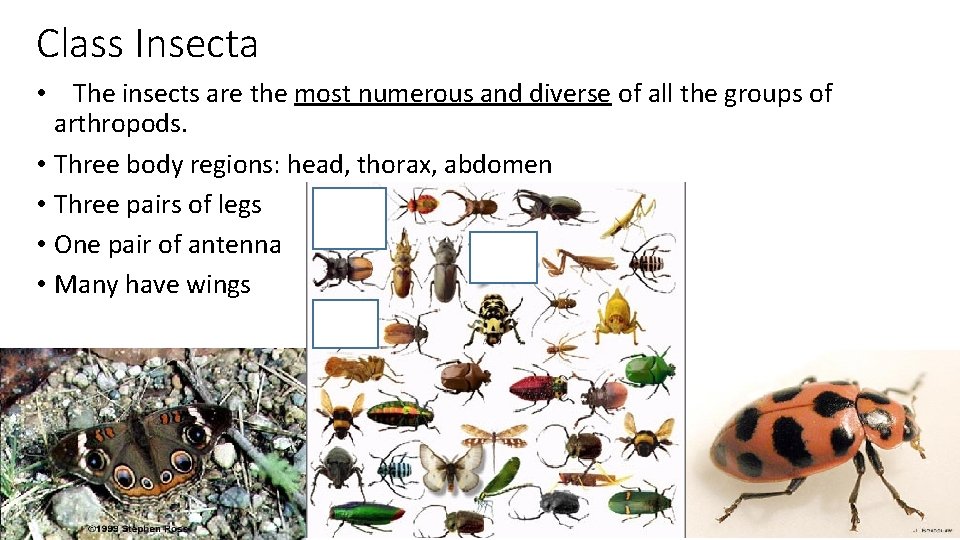 Class Insecta • The insects are the most numerous and diverse of all the