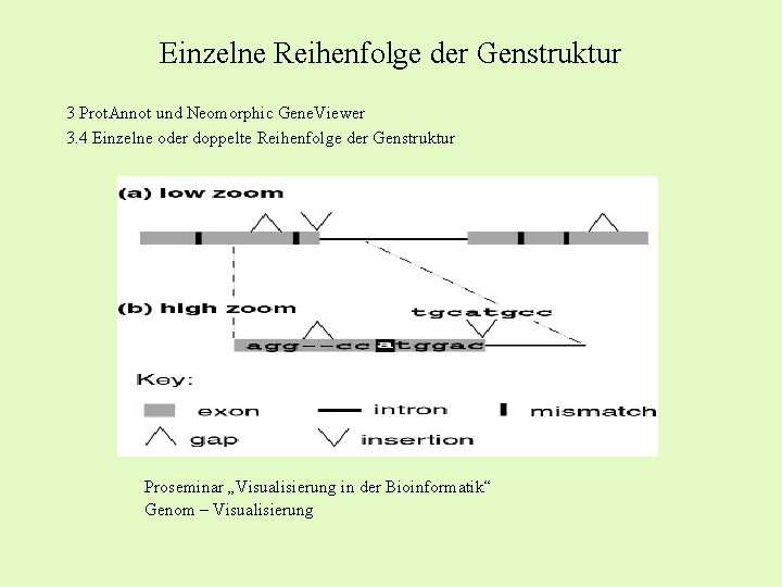 Einzelne Reihenfolge der Genstruktur 3 Prot. Annot und Neomorphic Gene. Viewer 3. 4 Einzelne