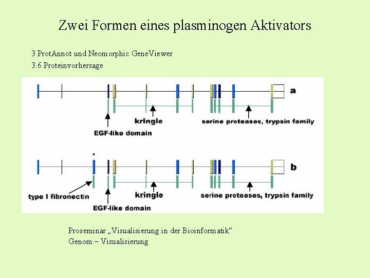 Zwei Formen eines plasminogen Aktivators 3 Prot. Annot und Neomorphic Gene. Viewer 3. 6