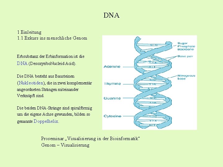 DNA 1 Einleitung 1. 1 Exkurs ins menschliche Genom Erbsubstanz der Erbinformation ist die