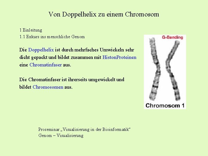 Von Doppelhelix zu einem Chromosom 1 Einleitung 1. 1 Exkurs ins menschliche Genom Die