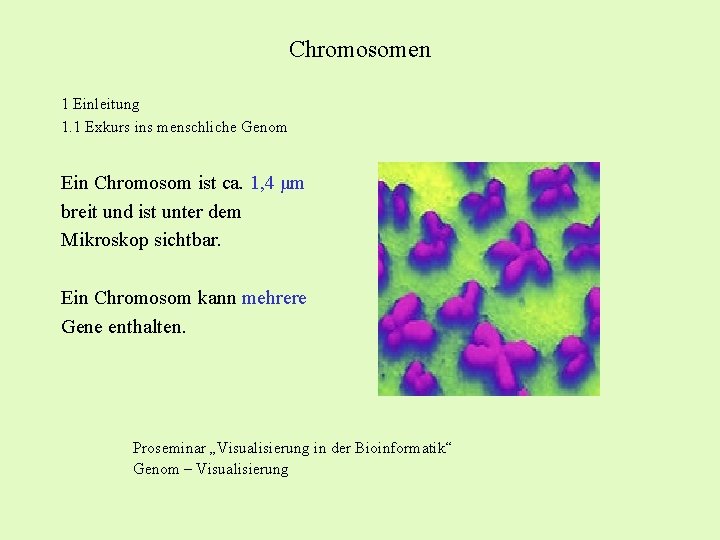 Chromosomen 1 Einleitung 1. 1 Exkurs ins menschliche Genom Ein Chromosom ist ca. 1,