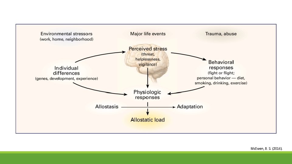 Mc. Ewen, B. S. (2016). 