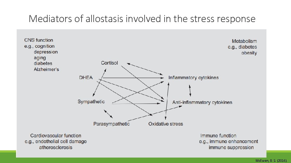 Mediators of allostasis involved in the stress response Mc. Ewen, B. S. (2016). 