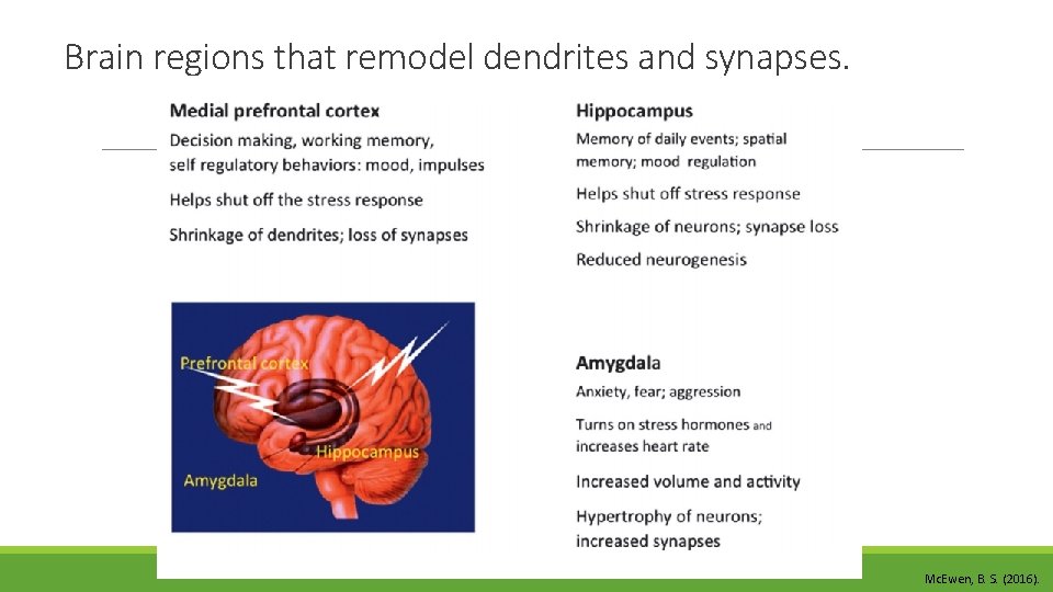 Brain regions that remodel dendrites and synapses. Mc. Ewen, B. S. (2016). 