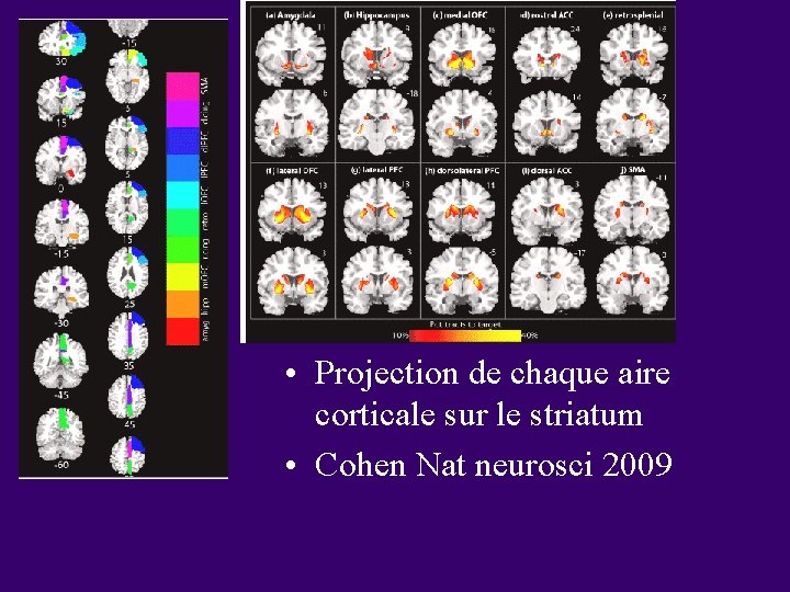  • Projection de chaque aire corticale sur le striatum • Cohen Nat neurosci