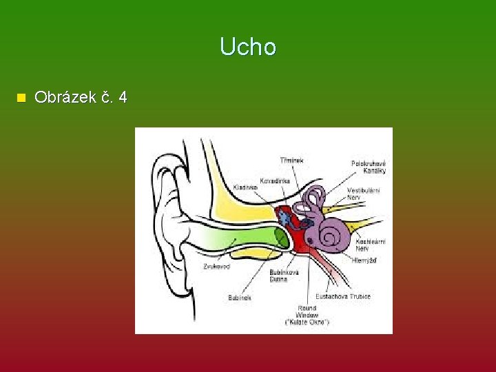 Ucho n Obrázek č. 4 