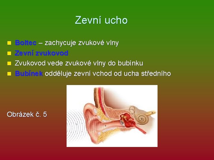 Zevní ucho Boltec – zachycuje zvukové vlny n Zevní zvukovod n Zvukovod vede zvukové