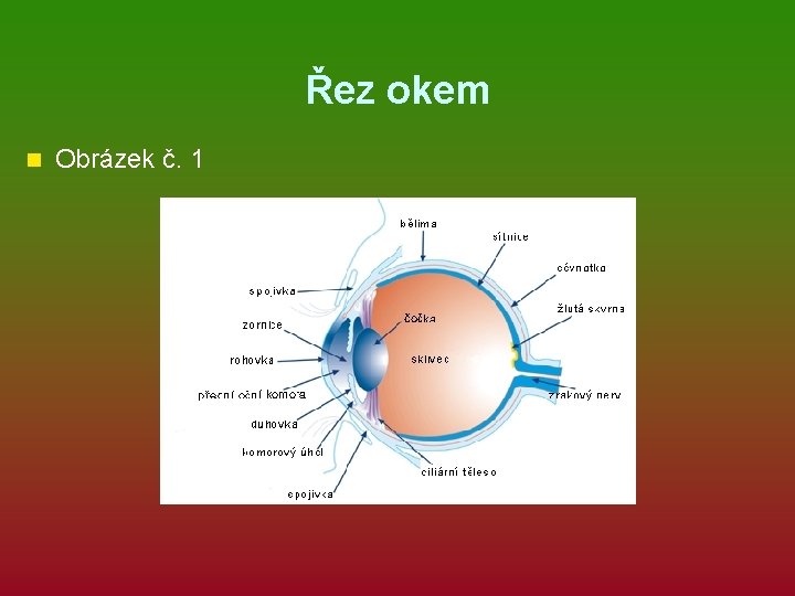 Řez okem n Obrázek č. 1 