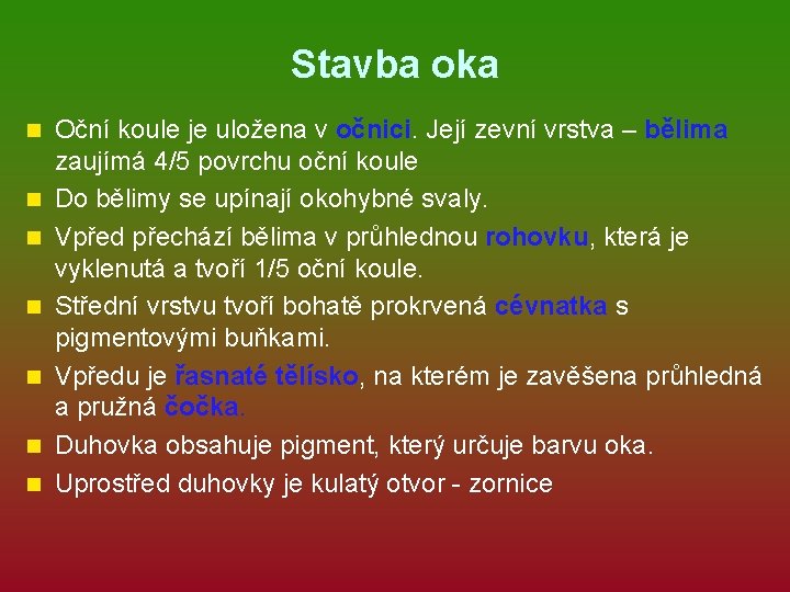 Stavba oka n n n n Oční koule je uložena v očnici. Její zevní