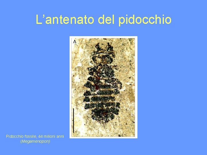 L’antenato del pidocchio Pidocchio fossile, 44 milioni anni (Megamenopon) 