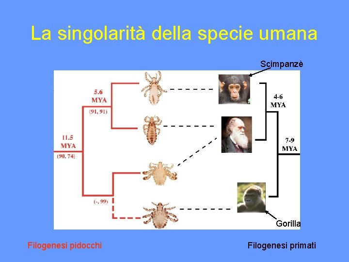 La singolarità della specie umana Scimpanzè Gorilla Filogenesi pidocchi Filogenesi primati 