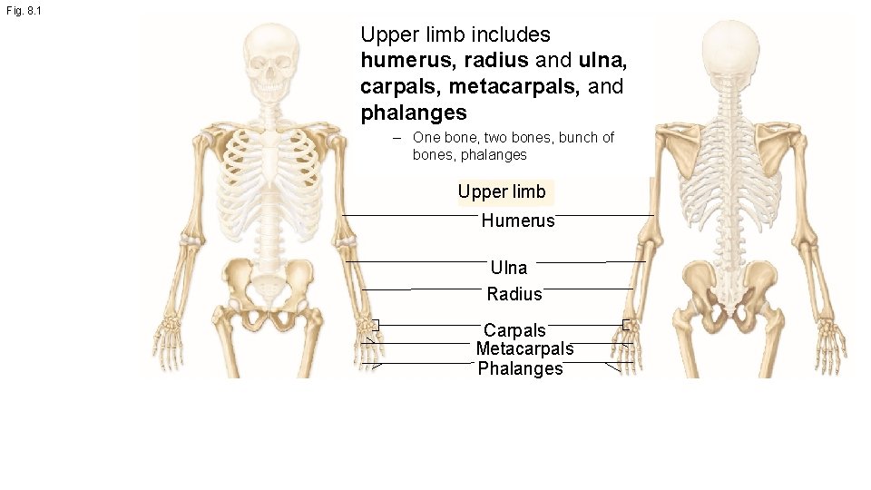 Fig. 8. 1 Upper limb includes humerus, radius and ulna, carpals, metacarpals, and phalanges