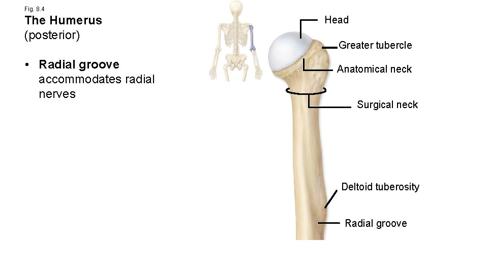 Fig. 8. 4 The Humerus (posterior) • Radial groove accommodates radial nerves Head Greater