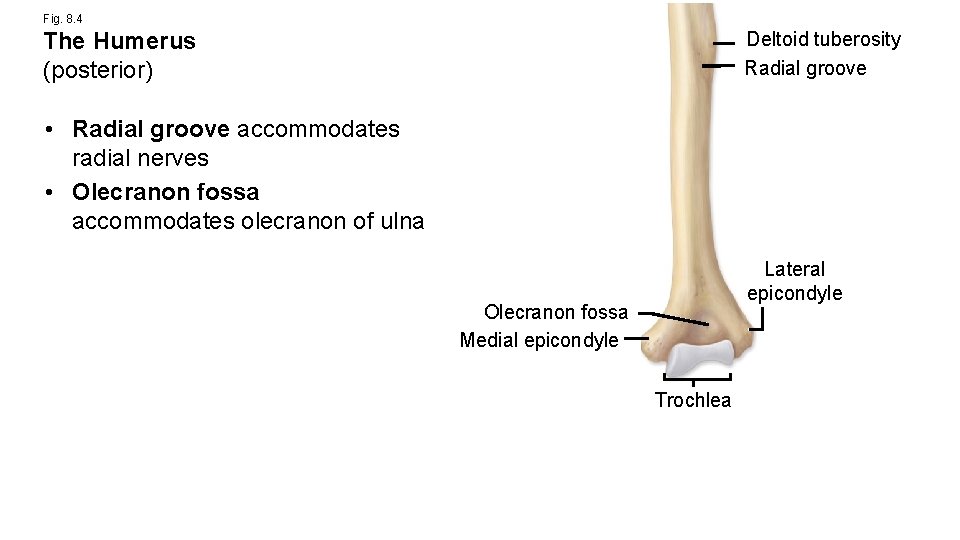 Fig. 8. 4 Deltoid tuberosity Radial groove The Humerus (posterior) • Radial groove accommodates