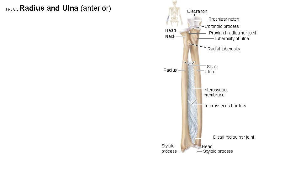 Fig. 8. 5 Radius and Ulna (anterior) Olecranon Trochlear notch Head Neck Coronoid process
