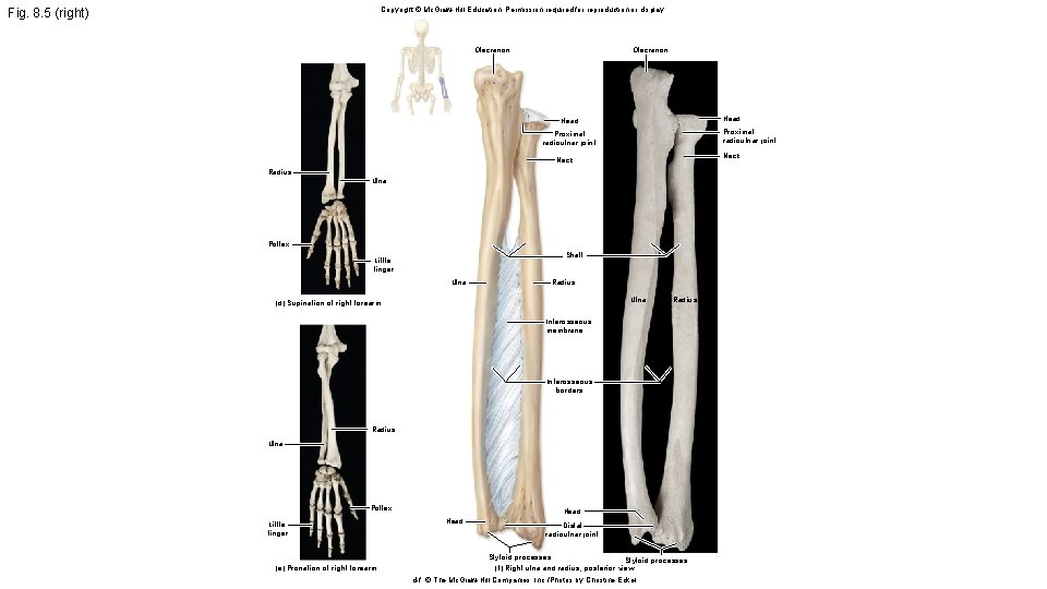 Copyright © Mc. Graw-Hill Education. Permission required for reproduction or display. Fig. 8. 5