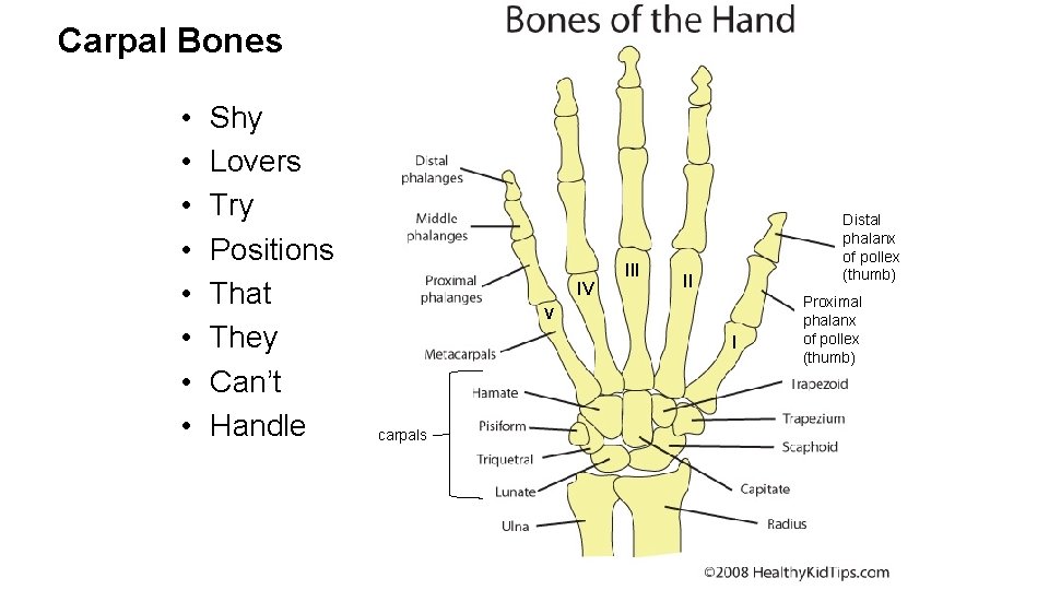 Carpal Bones • • Shy Lovers Try Positions That They Can’t Handle IV III