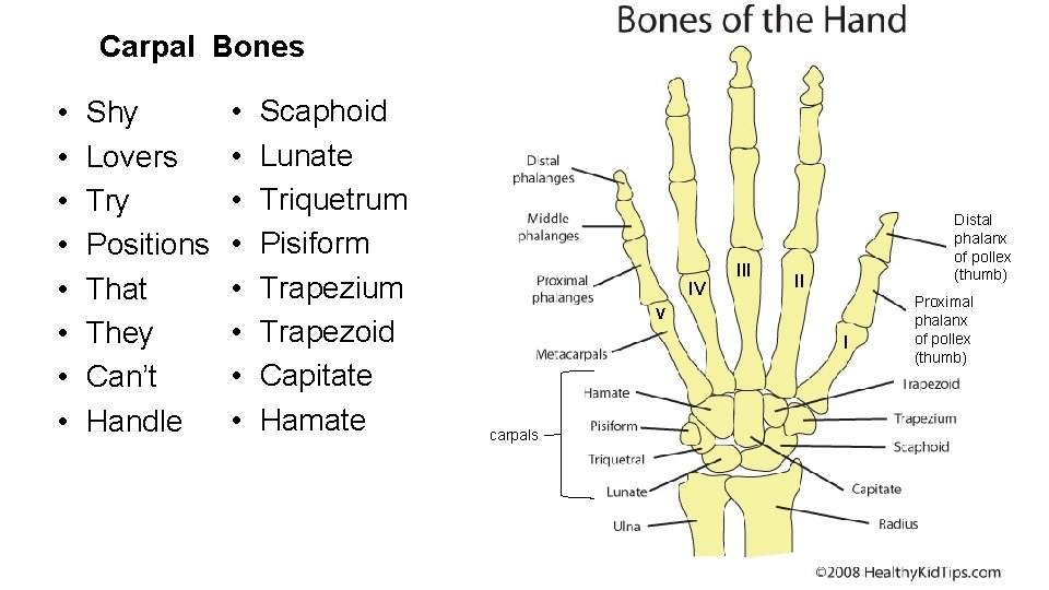 Carpal Bones • • Shy Lovers Try Positions That They Can’t Handle • •
