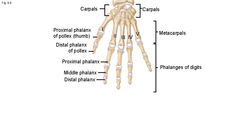 Fig. 8. 6 Carpals Proximal phalanx of pollex (thumb) Carpals I II IV V