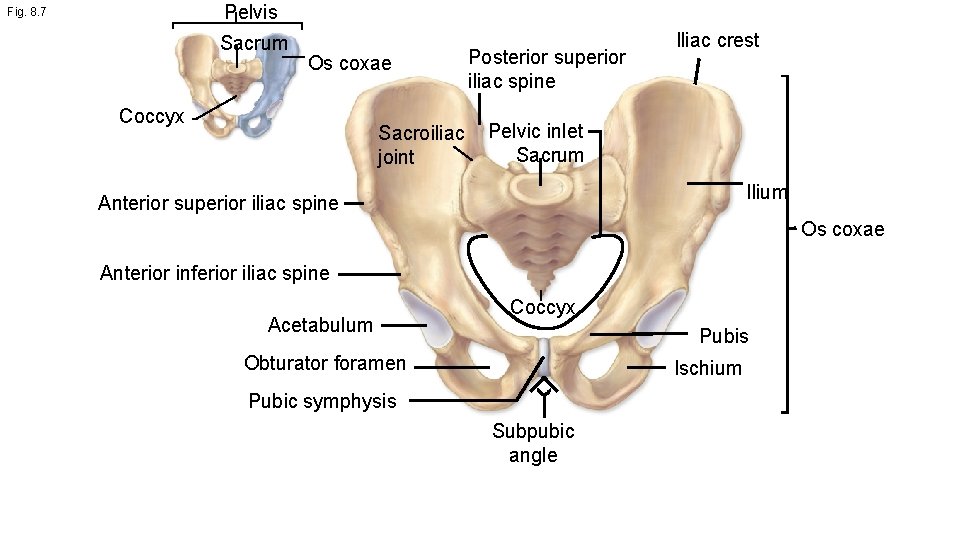 Pelvis Fig. 8. 7 Sacrum Os coxae Coccyx Sacroiliac joint Posterior superior iliac spine