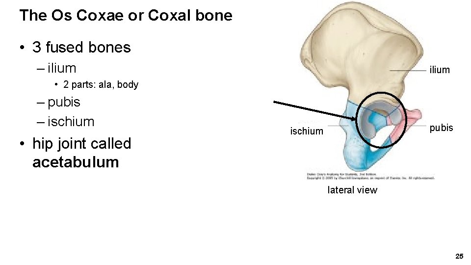 The Os Coxae or Coxal bone • 3 fused bones – ilium • 2