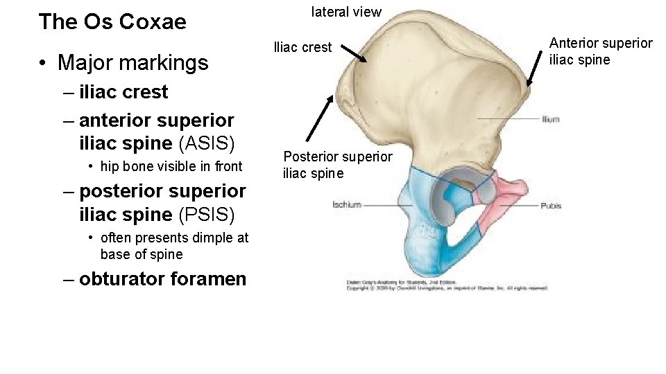 The Os Coxae • Major markings – iliac crest – anterior superior iliac spine