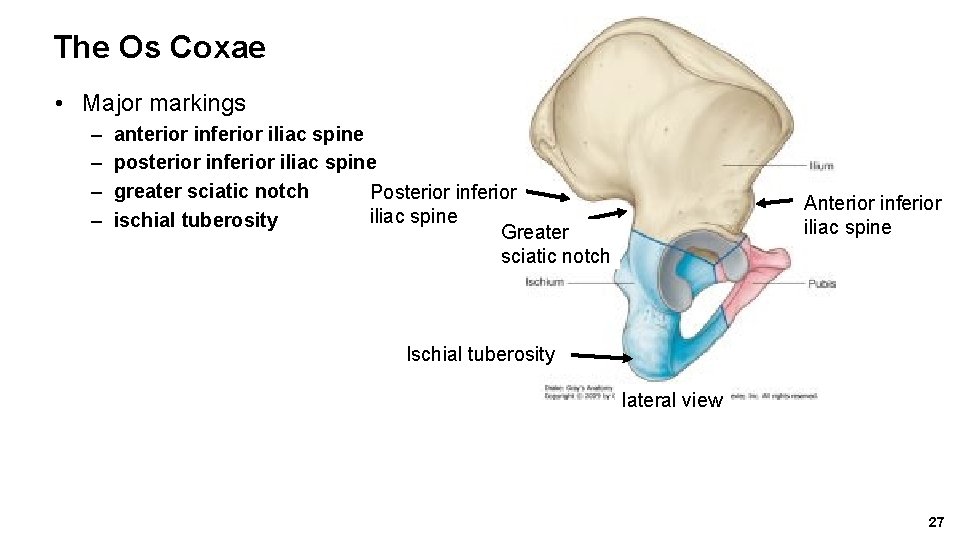 The Os Coxae • Major markings – – anterior inferior iliac spine posterior inferior