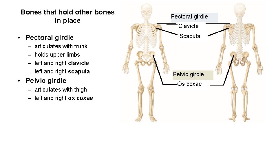 Bones that hold other bones in place • Pectoral girdle – – articulates with