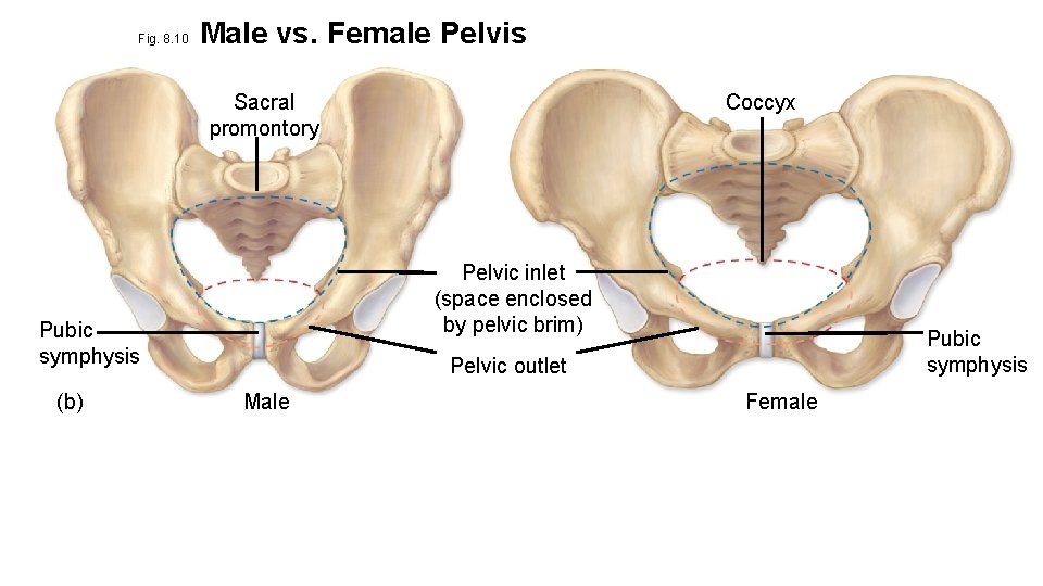 Fig. 8. 10 Male vs. Female Pelvis Sacral promontory Pelvic inlet (space enclosed by