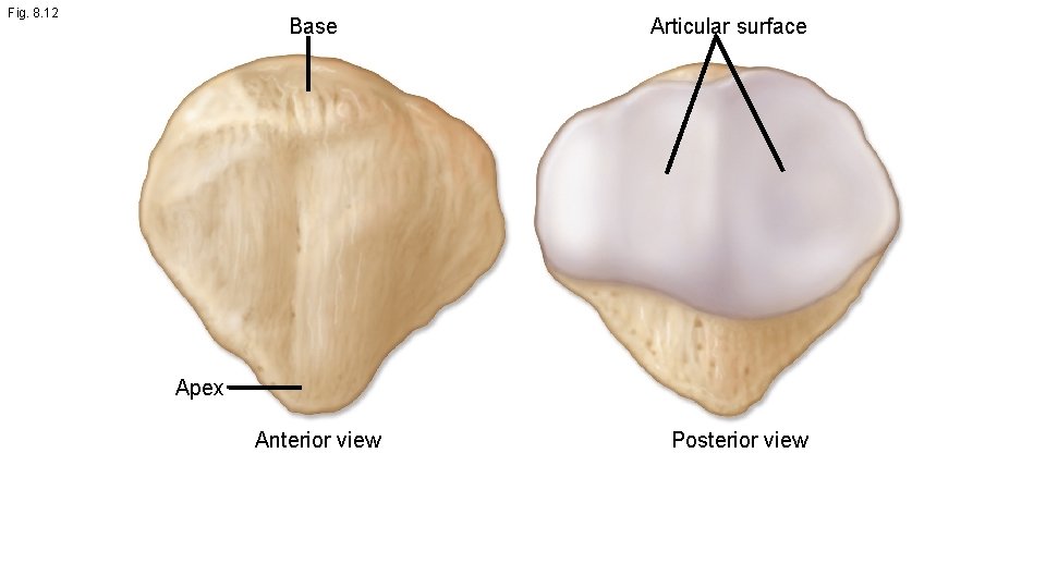 Fig. 8. 12 Base Articular surface Apex Anterior view Posterior view 