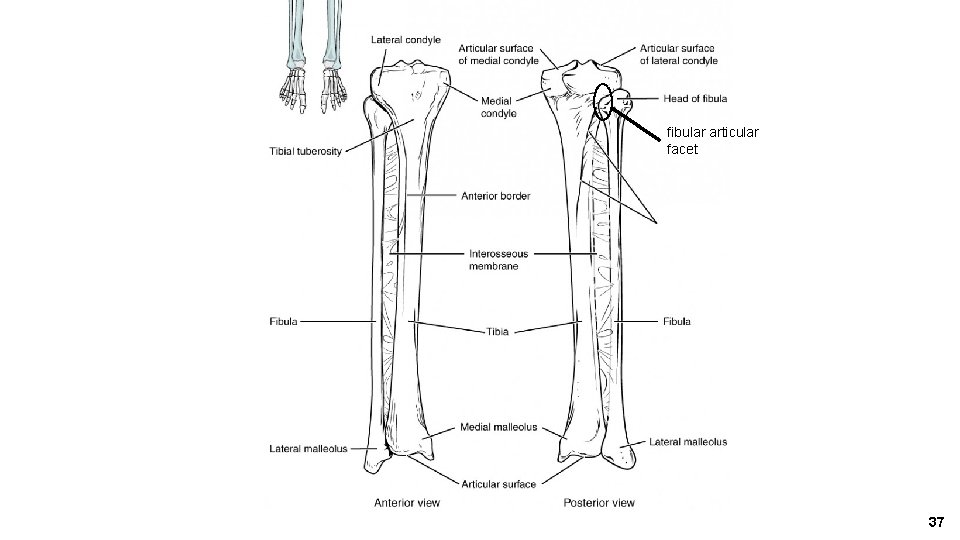 fibular articular facet 37 