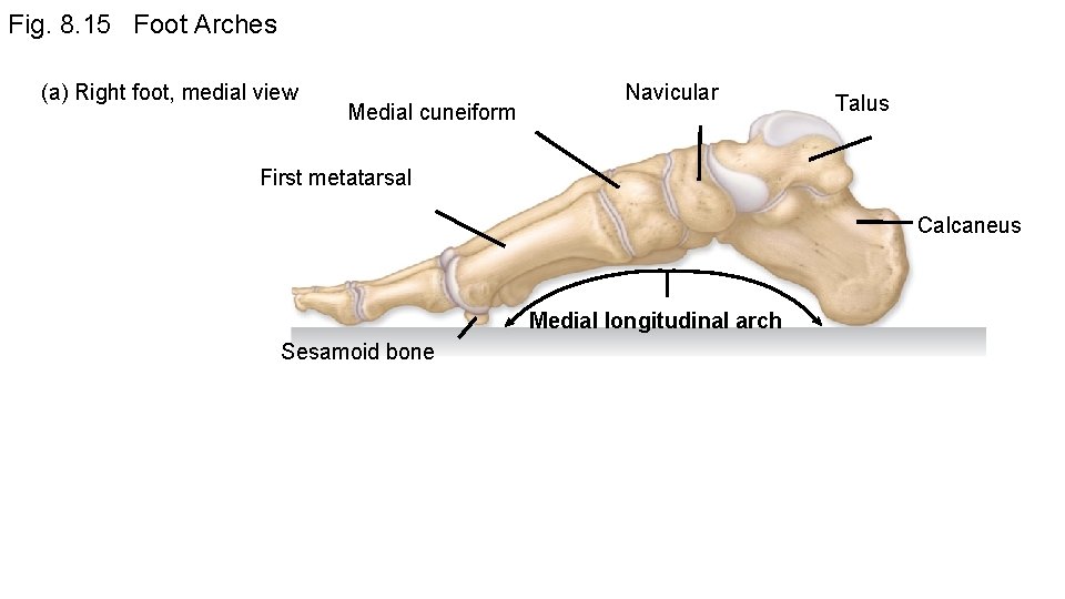 Fig. 8. 15 Foot Arches (a) Right foot, medial view Medial cuneiform Navicular Talus