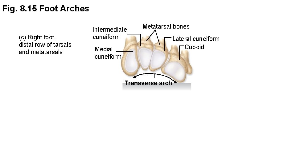 Fig. 8. 15 Foot Arches (c) Right foot, distal row of tarsals and metatarsals