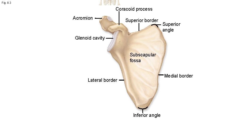 Fig. 8. 3 Coracoid process Acromion Superior border Superior angle Glenoid cavity Subscapular fossa