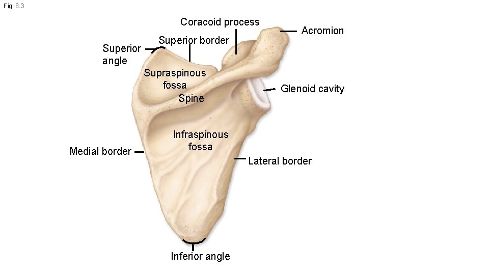 Fig. 8. 3 Coracoid process Superior angle Superior border Supraspinous fossa Spine Medial border