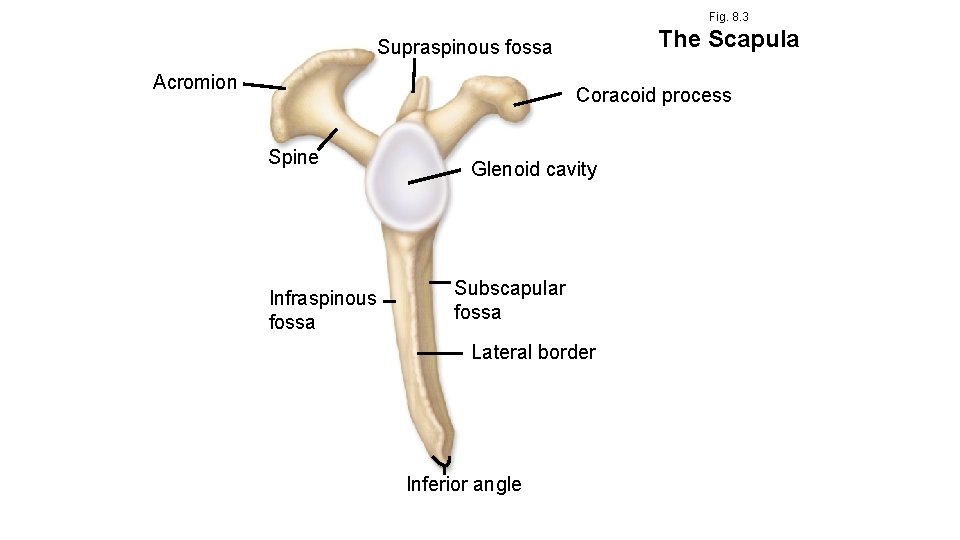 Fig. 8. 3 The Scapula Supraspinous fossa Acromion Coracoid process Spine Infraspinous fossa Glenoid