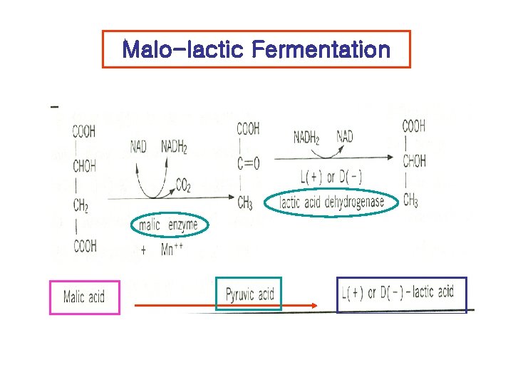 Malo-lactic Fermentation 