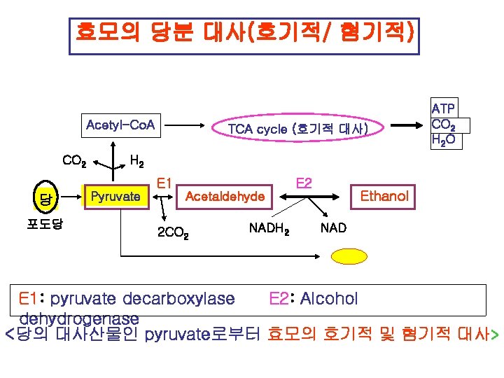 효모의 당분 대사(호기적/ 혐기적) Acetyl-Co. A CO 2 당 포도당 TCA cycle (호기적 대사)