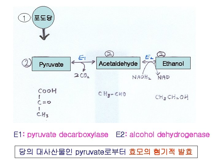 1 포도당 Pyruvate Acetaldehyde E 1: pyruvate decarboxylase Ethanol E 2: alcohol dehydrogenase 당의