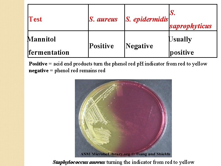 Test S. aureus Mannitol fermentation Positive S. epidermidis Negative S. saprophyticus Usually positive Positive