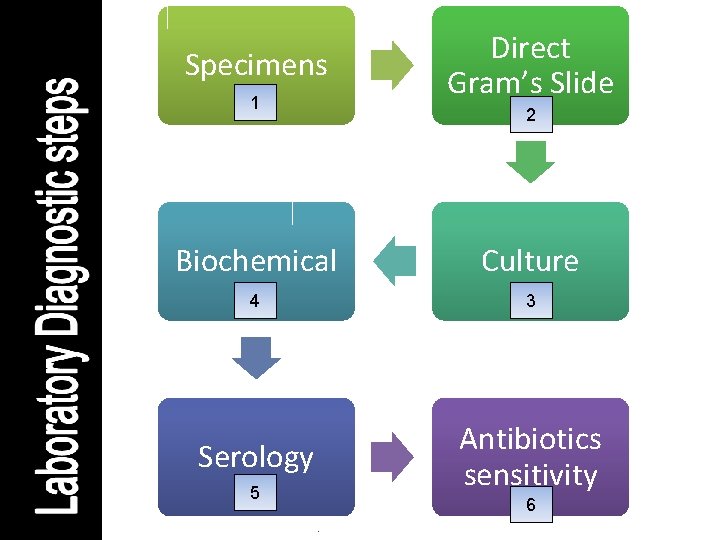 Specimens 1 Direct Gram’s Slide 2 Biochemical Culture 4 3 Serology Antibiotics sensitivity 5