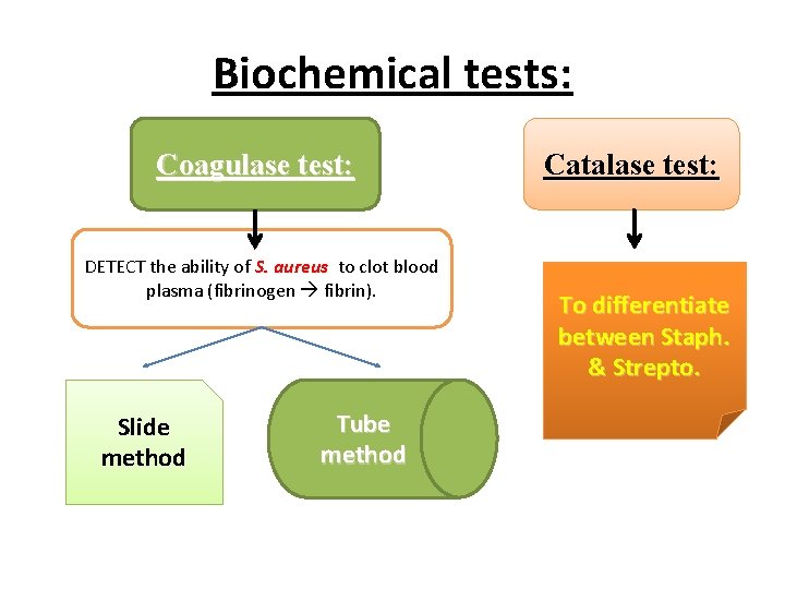 Biochemical tests: Coagulase test: DETECT the ability of S. aureus to clot blood plasma