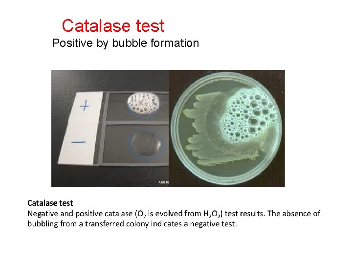 Catalase test Positive by bubble formation 