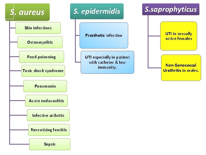 S. aureus S. epidermidis Skin infections Prosthetic Infection Osteomyelitis Food poisoning Toxic shock syndrome