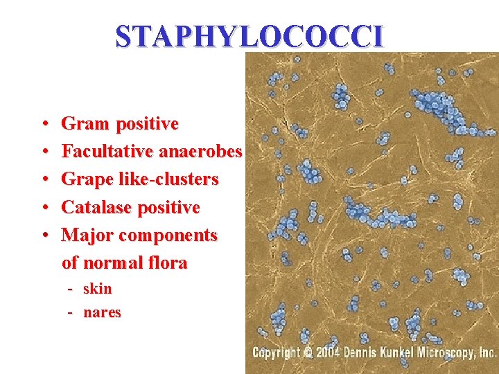 STAPHYLOCOCCI • • • Gram positive Facultative anaerobes Grape like-clusters Catalase positive Major components