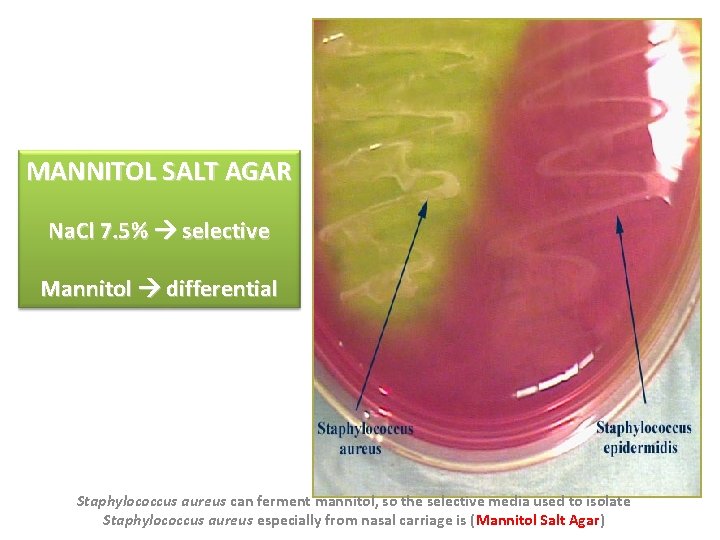 MANNITOL SALT AGAR Na. Cl 7. 5% selective Mannitol differential Staphylococcus aureus can ferment