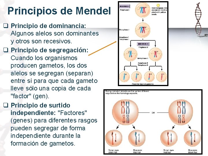 Principios de Mendel q Principio de dominancia: Algunos alelos son dominantes y otros son