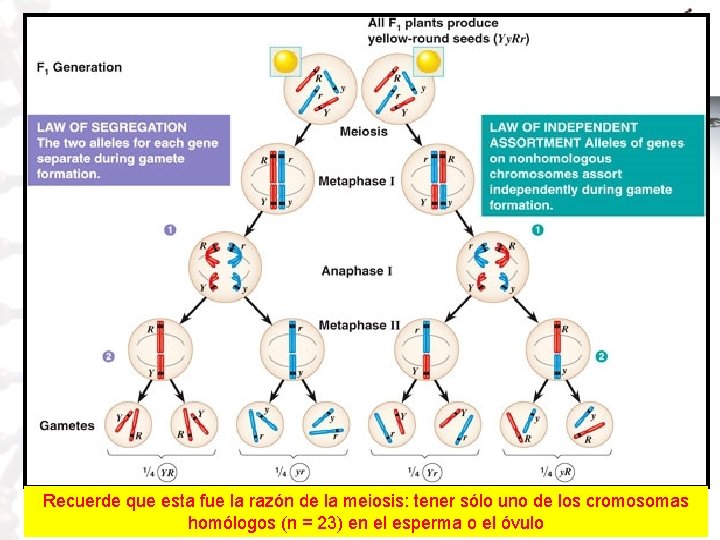 Recuerde que esta fue la razón de la meiosis: tener sólo uno de los